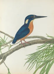 Three-Toe Kingfisher. Lewin, John. Birds of New South Wales with Their Natural History. Sydney: G. Ho...